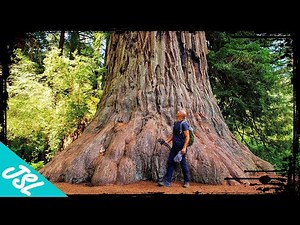 GIANT Redwoods of Northern California
