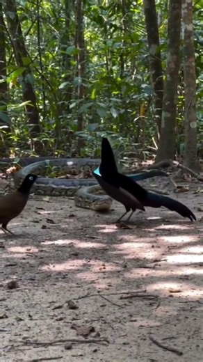The python ruined the paradise bird's dreams #animals #animallife #snake #birds #shorts