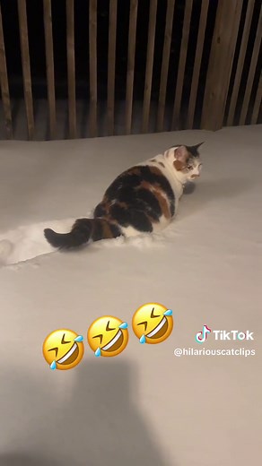 CATS PLAYING IN SNOW! ❄️☃️ #catcompilation #cat #snow #pet | Cats In Snow
