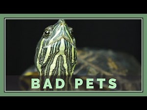 Red Eared Sliders are Bad Pets (For most people) - Pet Turtles
