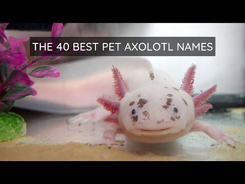 The 40 Best Pet Axolotl Names 💖 Cute and Unique Name Ideas for Axolotls