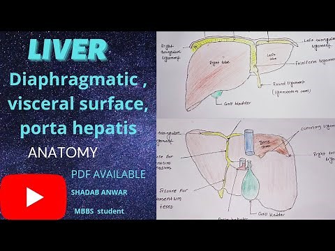 LIVER (1) | Diaphragmatic & visceral surface | Porta hepatis |Anatomy. #MedEdu