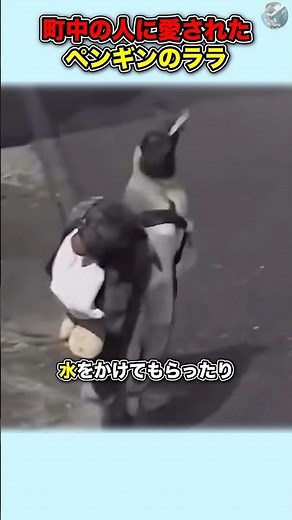 町中の人に愛されたオウサマペンギン【ララ】#動物 #豆知識 #雑学#ララ#ペンギン