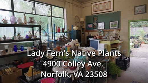 🌿 Welcome to Lady Fern’s Native Plants in Norfolk! Dive into a world of beautiful, locally-grown native plants perfect for creating sustainable gardens that support pollinators, wildlife, and your community. From colorful perennials to native shrubs and grasses, Lady Fern’s offers expert guidance to help you choose the right plants for your space. 4900 Colley Ave, Norfolk, VA 23508 #LadyFernsNativePlants #NorfolkGardening #NativePlants #SustainableGardening #GardenInspiration #PollinatorFriendl
