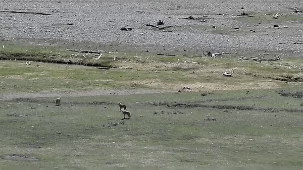 11K views · 235 reactions | I took this video a few years ago of these three coyotes that moved in on a wolf that was eating on a carcass. Even though the wolf was outnumbered the coyotes did not chance an encounter. Animals seem to have pretty good risk management and know sustaining an injury can lead to death. Sorry the video is a little shaky due to the wind that day. | Wildlife throughhopeseyes. | Facebook