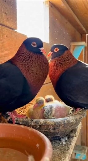 Sweet Cooing of Two Pigeons Inside the Pigeon House | Peaceful Bird Moments |kobutarine #pigeon