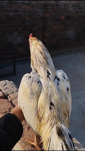 Cheena murga | Aseel Murga | java Murga | TopQualityAseel | BestAseelMurga | AseelKiPehchan