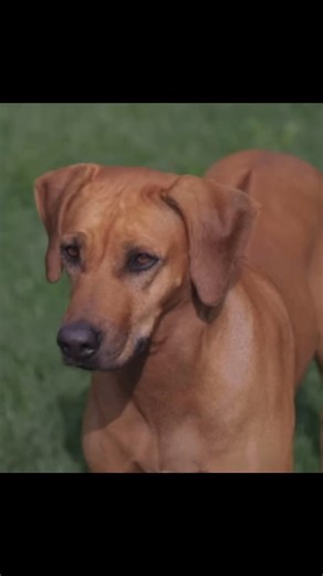 El Paso Animal Services 🐾 on Instagram: "Orange might not be the perfect, pure breed pup, but he’s perfect anyways. Today is National Mutt Day, and we bring you Orange. 🏷️ A0059618739 Orange is a 2 year old pup who is super friendly with other pups, loves walks and people, and is around 57 pounds. He knows how to wave, sit, beg, and give paw! He may be a little off-center, but he's super smart and handsome anyways! His favorite activity is stop and smell the roses, and by roses we mean everyth