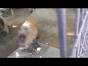 姫路動物園🍁♯カピバラ