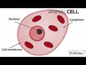 KS3 Biology - Introduction to cells