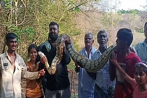 Watch: Python tries to swallow lamb, captured alive