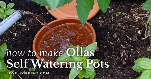 How to Make DIY Ollas Using Terracotta Plant Pots • Lovely Greens