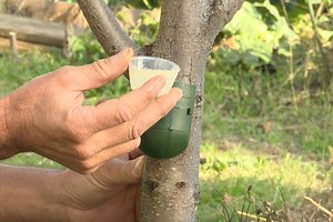 Comment soigner la cloque du pêcher avec des huiles essentielles