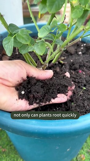 Making efficient rooting agents from kitchen materials. #flowers #plant #gardening #garden #soilphu #growyourown #plants #tips