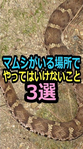 マムシがいる場所でやってはいけないこと3選