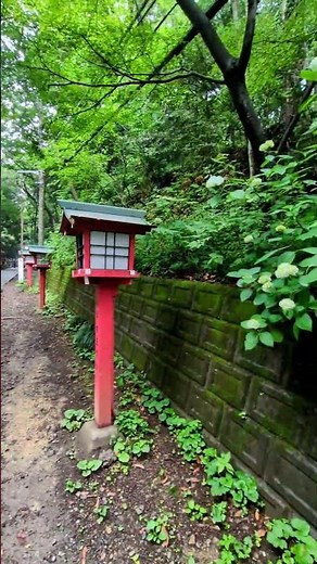 [Hydrangea Guide] Mt. Takao - Filmed 6/9/R8