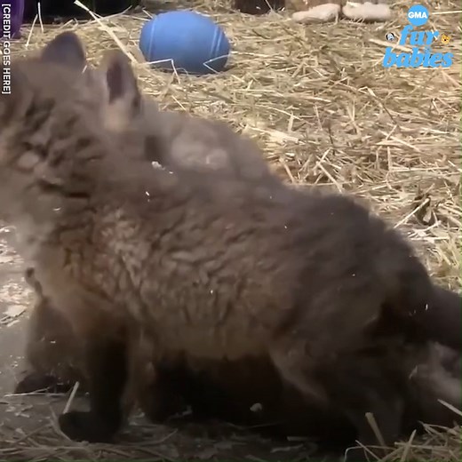 These fox cubs playfully fight over a stuffed bear! https://gma.abc/3rrTKSM | Good Morning America