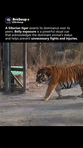 Tiger shows who’s boss 🐅 #shorts