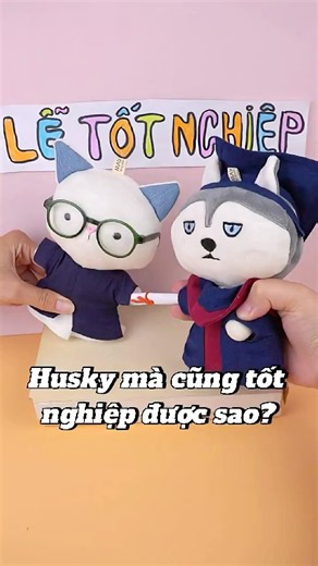 Husky mà cũng tốt nghiệp được hả? Năng lượng quá liệu có học giỏi? Husky sẽ trả lời cho bạn đây