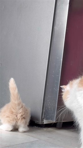 When a cat loses her babies 💔😢 #catshorts #cat #catviral #facts #kittencuddles #mycat
