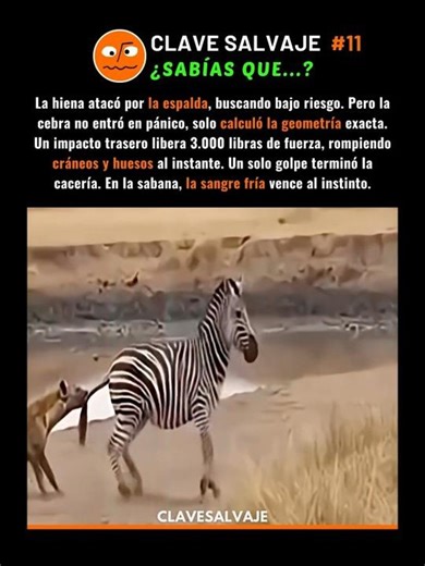 ¡El Cálculo Letal De La Cebra! 🥶 11% #naturaleza #supervivencia #animales