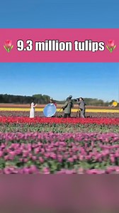 Laura tobin | 🌷 9.3 million tulips, 17 colours, 25 varieties as far as the eye can see-that’s Wicked! Can you believe none of these are sold as... | Instagram