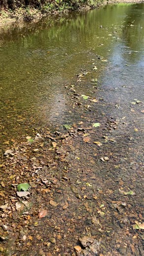 #crinoids #fossil #rockhound #fossils #hilla4u #crinoid | Kazie Ware