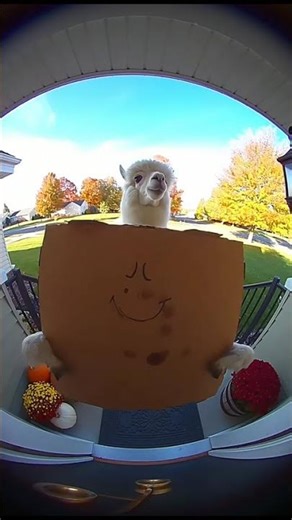 FUNNY LLAMA DELIVERS PIZZA TO MY DOOR - TRY NOT TO LAUGH! 😂 #shorts