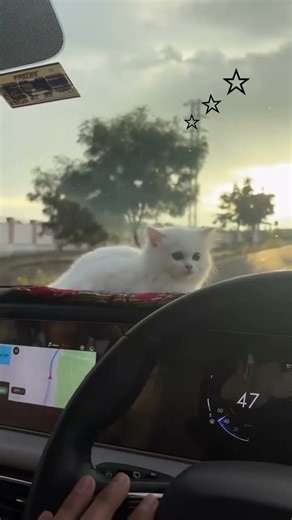 Meet Cookie, the cutest little explorer riding in style! 🚗🐱