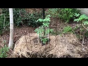 Hay Bale Gardening of Tomatoes!