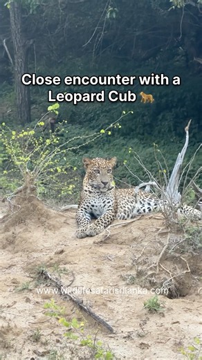 Leopard cub in Kumana national park ! 🇱🇰 #wildlifesafarisrilanka #wildlifesafari #kumana