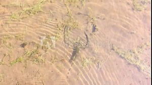 Shrimp crawling in shallow water. Shrimp close-up in the water.