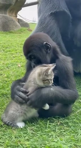 Baby gorilla has cat best friend in zoo exhibit
