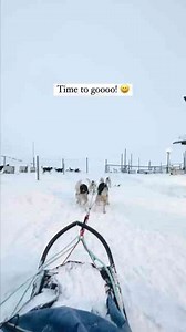 Dog Sledding Adventure Meet & Choose Your Arctic Husky Team!