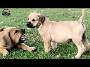 Real Boerboels - Watch These Cute Boerboel Puppies Melt Hearts While Playing Outside