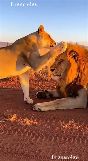 This Is Why She’s the REAL Boss 😂👑🦁 😂 100% AI video for fun & laughs! Every scene is digitally created — no real animals, babies, or people. 🐾 Enjoy and share! 🚫 No reuploads. #AIreel #AIfunny #AIanimals #AIfun #CreativeAI #AIvideo #AImagic | Dreamview Productions