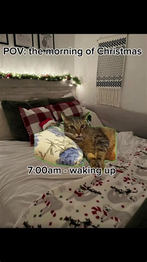 Christmas Cat Memes to Celebrate the Holidays