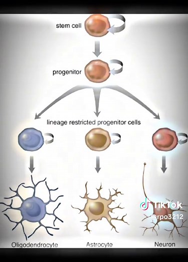 Eukaryotic Cell Structure Explained | Genes & Genetics