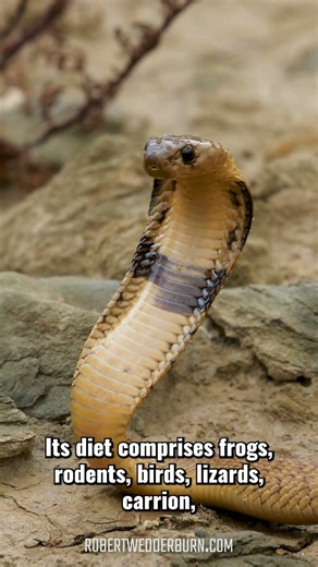 Cape Cobra's Venom Works Faster Than You'd Expect #reptiles #danger #shorts
