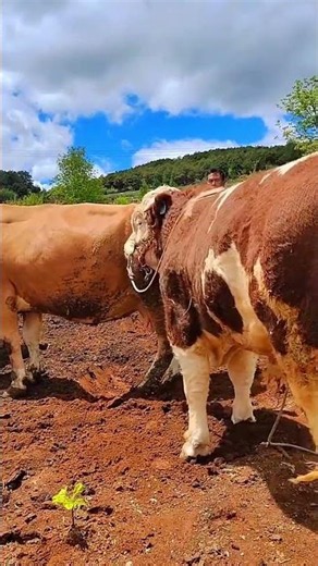 Daily life diary of a rural cattle farmer #180