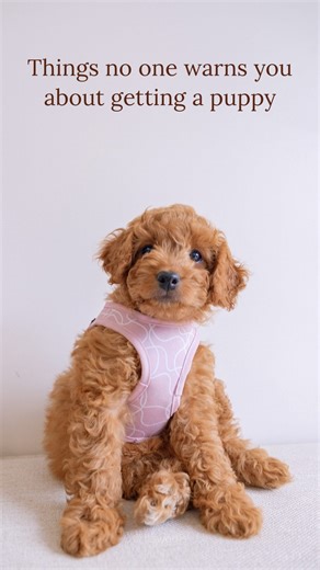 Did you know some dogs are known to be ‘master manipulators’? 👀 . Dogs are often called master manipulators because they have developed ways to get what they want from humans. Here are a few was they manipulate hoomans to get what they want: 1. Expressive Eyes: Dogs have evolved to use their eyes to communicate with humans, often making them appear more expressive and appealing. This can trigger a nurturing response from people. 2. Body Language: Dogs use their body language, such as wagging ta