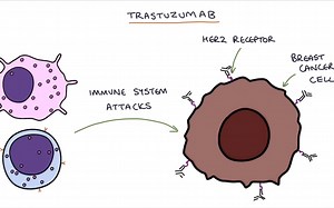 单克隆抗体如何发挥作用？利妥昔单抗、英夫利昔单抗、阿达木单抗等How do monoclonal antibodies work