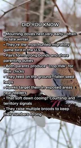 The Quiet Resilience of Mourning Doves