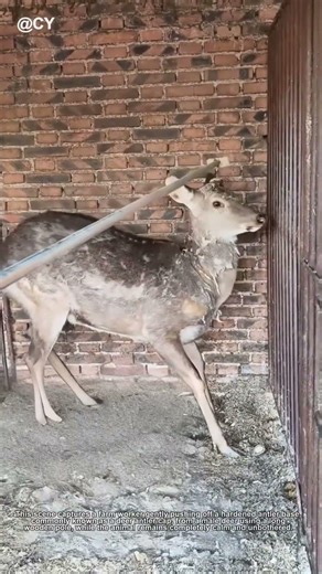 Deer Antler Removal Farm Hack 🌾↓ #Shorts