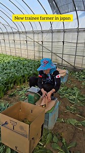 924K views · 10K reactions | 1 hour training ng mga bagong farmer ng japan Good luck girls #farmerinjapan #japanfarmerinjapan #mommyshawinjapan #manifestingjapan @highlight | Eilron Norahs Calip | Facebook