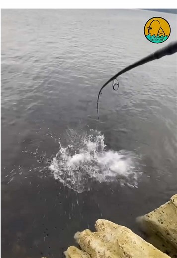 Huge Pollock Fishing Adventure in the Scottish Highlands