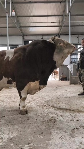 Big Bull Simmental: Azagro Simmental Overview