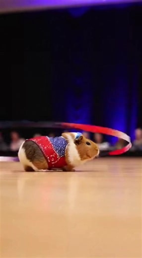 Guinea Pig Rhythmic Gymnastics Dance #guineapig #rhythmicgymnastics #dance #funnypets #fyp