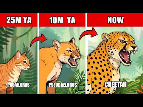 Cheetah Origin Evolution: How Did They Evolve into the World’s Fastest Predator?