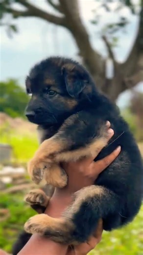 📞 8810623046 German Shepherd dog price in india Puppy 🐶 Best Guard dog Family Dog in india#gsdlover